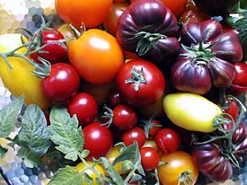 Viele bunte Tomaten